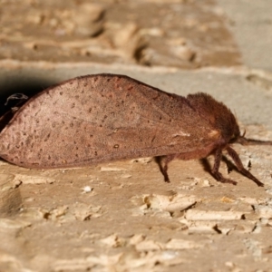 Elhamma australasiae at Harrison, ACT - 31 Jan 2024 09:07 PM