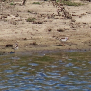 Charadrius melanops at Gordon, ACT - 13 Feb 2024 11:06 AM