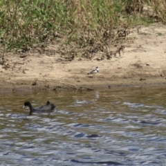 Charadrius melanops at Gordon, ACT - 13 Feb 2024 11:06 AM