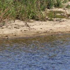 Charadrius melanops at Gordon, ACT - 13 Feb 2024 11:06 AM