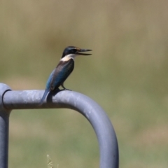 Todiramphus sanctus (Sacred Kingfisher) at Gordon, ACT - 13 Feb 2024 by RodDeb