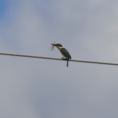 Todiramphus sanctus at Point Hut to Tharwa - 13 Feb 2024