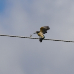 Todiramphus sanctus at Point Hut to Tharwa - 13 Feb 2024