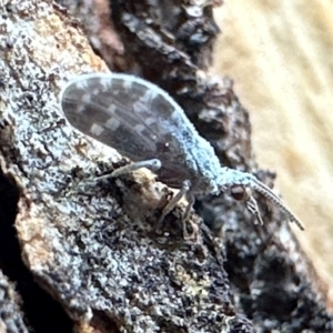 Heteroconis maculata at Corroboree Park - 13 Feb 2024 06:14 PM