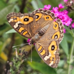 Junonia villida (Meadow Argus) at QPRC LGA - 13 Feb 2024 by MatthewFrawley