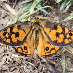 Heteronympha penelope (Shouldered Brown) at QPRC LGA - 13 Feb 2024 by MatthewFrawley