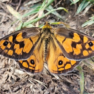 Heteronympha penelope (Shouldered Brown) at QPRC LGA - 13 Feb 2024 by MatthewFrawley