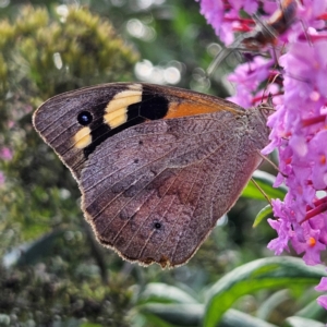 Heteronympha merope at QPRC LGA - 13 Feb 2024 04:33 PM