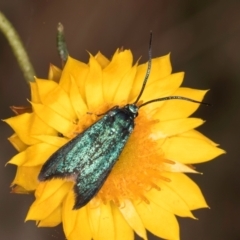 Pollanisus (genus) (A Forester Moth) at Taylor Offset (TLR) - 13 Feb 2024 by kasiaaus