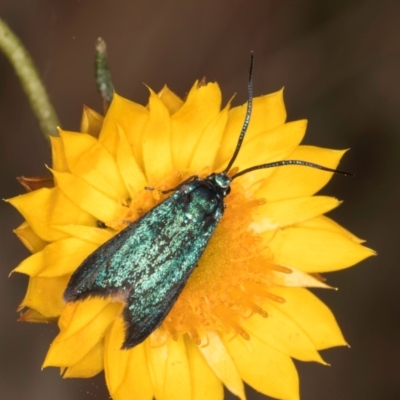 Pollanisus (genus) (A Forester Moth) at Taylor, ACT - 13 Feb 2024 by kasiaaus