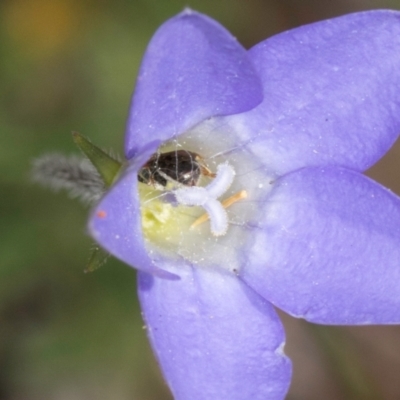 Apiformes (informal group) (Unidentified bee) at Taylor Offset (TLR) - 13 Feb 2024 by kasiaaus