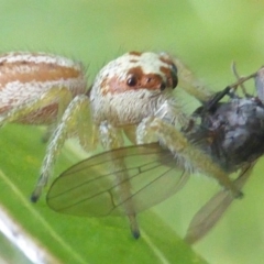 Opisthoncus sp. (genus) (Unidentified Opisthoncus jumping spider) at Kambah, ACT - 13 Feb 2024 by Jellie