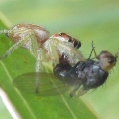 Opisthoncus abnormis at Kambah, ACT - suppressed