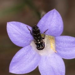 Eumerus sp. (genus) (A hoverfly) at Taylor, ACT - 13 Feb 2024 by kasiaaus