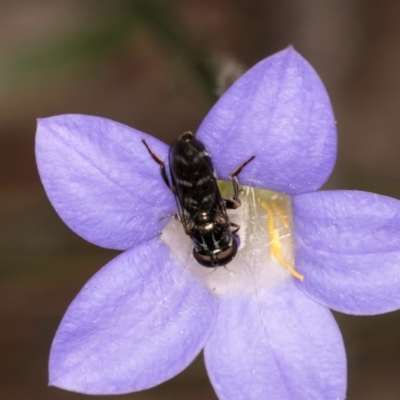 Eumerus sp. (genus) (A hoverfly) at Taylor, ACT - 13 Feb 2024 by kasiaaus