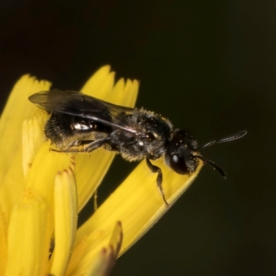 Lasioglossum (Homalictus) sphecodoides (Furrow Bee) at Taylor Offset (TLR) - 13 Feb 2024 by kasiaaus