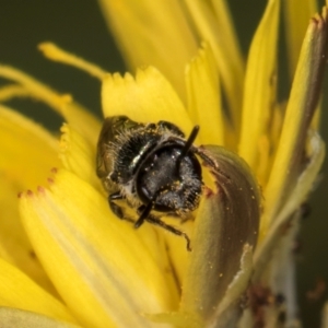 Lasioglossum (Homalictus) sphecodoides at Taylor Offset (TLR) - 13 Feb 2024