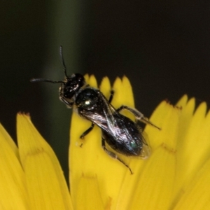 Lasioglossum (Homalictus) sphecodoides at Taylor, ACT - 13 Feb 2024