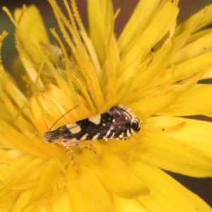 Glyphipterix chrysoplanetis at Taylor, ACT - 13 Feb 2024