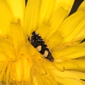 Glyphipterix chrysoplanetis at Taylor, ACT - 13 Feb 2024 12:24 PM