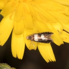 Glyphipterix chrysoplanetis at Taylor, ACT - 13 Feb 2024 12:24 PM