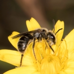 Lasioglossum (Chilalictus) sp. (genus & subgenus) (Halictid bee) at Taylor Offset (TLR) - 13 Feb 2024 by kasiaaus