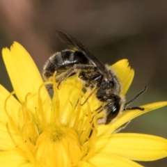 Lasioglossum (Chilalictus) sp. (genus & subgenus) at Taylor, ACT - 13 Feb 2024 12:25 PM