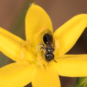 Lasioglossum (Homalictus) sphecodoides at Taylor, ACT - 13 Feb 2024 12:27 PM