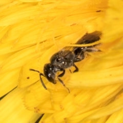 Lasioglossum (Homalictus) sphecodoides at Taylor, ACT - 13 Feb 2024 12:27 PM