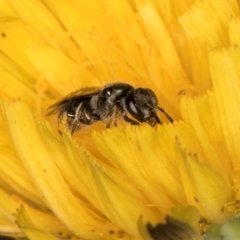 Lasioglossum (Homalictus) sphecodoides at Taylor, ACT - 13 Feb 2024 12:27 PM