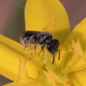 Lasioglossum (Homalictus) sphecodoides at Taylor, ACT - 13 Feb 2024 12:27 PM