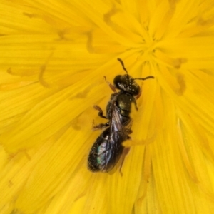 Lasioglossum (Homalictus) sphecodoides at Taylor, ACT - 13 Feb 2024 12:36 PM