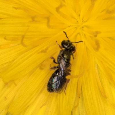 Lasioglossum (Homalictus) sphecodoides (Furrow Bee) at Taylor Offset (TLR) - 13 Feb 2024 by kasiaaus