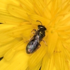 Lasioglossum (Homalictus) sphecodoides at Taylor, ACT - 13 Feb 2024