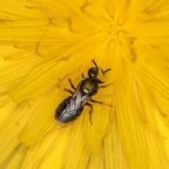 Lasioglossum (Homalictus) sphecodoides at Taylor, ACT - 13 Feb 2024