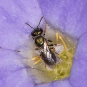 Lasioglossum (Homalictus) sphecodoides at Taylor, ACT - 13 Feb 2024 12:37 PM