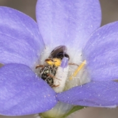 Lasioglossum (Homalictus) sphecodoides at Taylor, ACT - 13 Feb 2024 12:37 PM