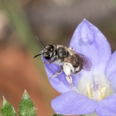 Lasioglossum (Chilalictus) sp. (genus & subgenus) (Halictid bee) at Taylor, ACT - 13 Feb 2024 by kasiaaus