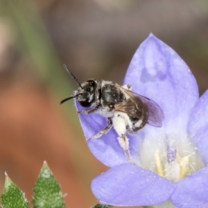 Lasioglossum (Chilalictus) sp. (genus & subgenus) at Taylor, ACT - 13 Feb 2024