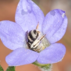 Lasioglossum (Chilalictus) sp. (genus & subgenus) at Taylor, ACT - 13 Feb 2024