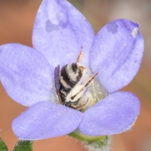 Lasioglossum (Chilalictus) sp. (genus & subgenus) at Taylor, ACT - 13 Feb 2024