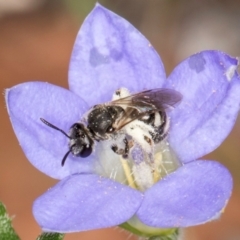 Lasioglossum (Chilalictus) sp. (genus & subgenus) at Taylor, ACT - 13 Feb 2024