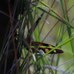 Heteronympha merope (Common Brown Butterfly) at Goorooyarroo NR (ACT) - 11 Feb 2024 by JimL