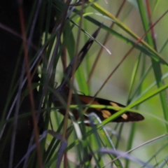 Heteronympha merope (Common Brown Butterfly) at Throsby, ACT - 11 Feb 2024 by JimL