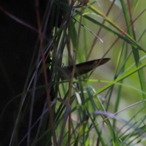 Heteronympha merope at Goorooyarroo NR (ACT) - 11 Feb 2024