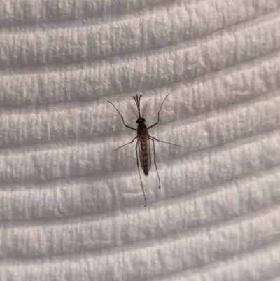 Culicidae (family) (A mosquito) at Watson, ACT - 12 Feb 2024 by AniseStar
