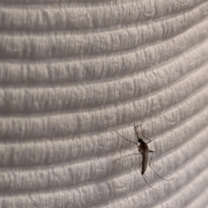 Culicidae (family) at Watson, ACT - 12 Feb 2024