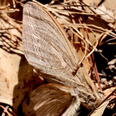 Abantiades (genus) (A Swift or Ghost moth) at Mongarlowe River - 13 Feb 2024 by LisaH
