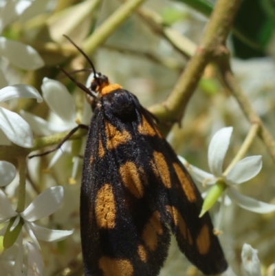 Asura cervicalis (Spotted Lichen Moth) at Mongarlowe River - 13 Feb 2024 by LisaH