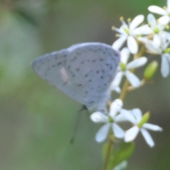 Eirmocides (genus) (A Pencil-blue butterfly) at QPRC LGA - 13 Feb 2024 by LisaH